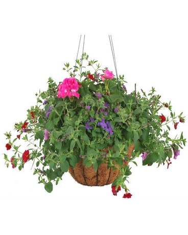 Hanging Basket - Wire Moss, Mixed Annuals