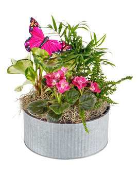 Butterfly Garden (Local Delivery Only) Plant