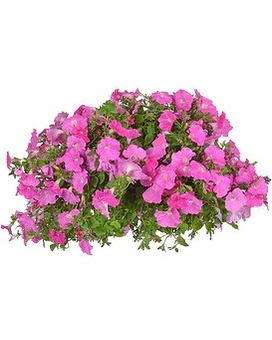 Petunia 14in Hanging Basket Plant